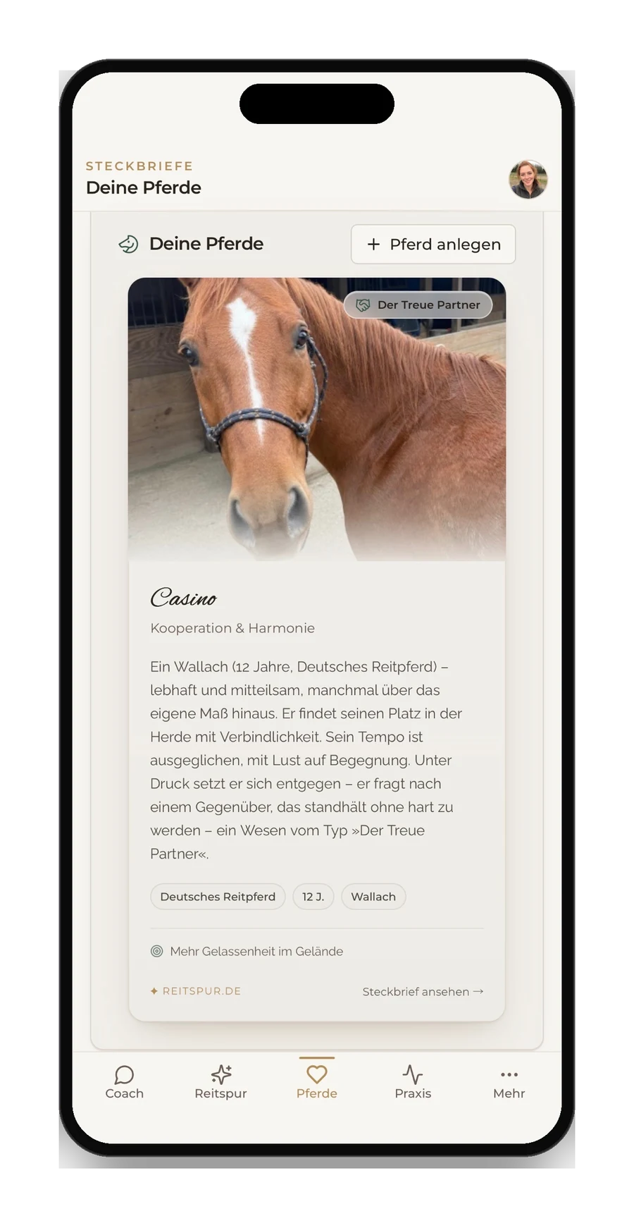 Reitspur Pferdesteckbrief — Charakter, Temperament, Kontext